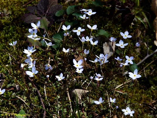 {Houstonia caerulea}